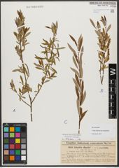 Foto von Salix triandra subsp. amygdalina (L.) Schübl. & G. Martens